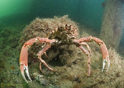Spiny spider crab. Trefor pier. D200, 10.5mm. by Derek Haslam 